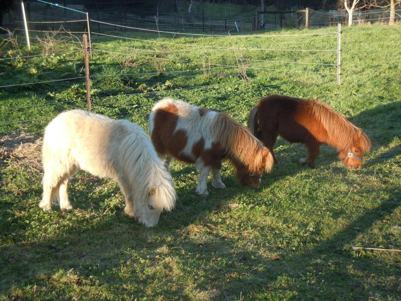 Whispering Spirit Holiday Cottages & Mini Ponies Franklin Экстерьер фото